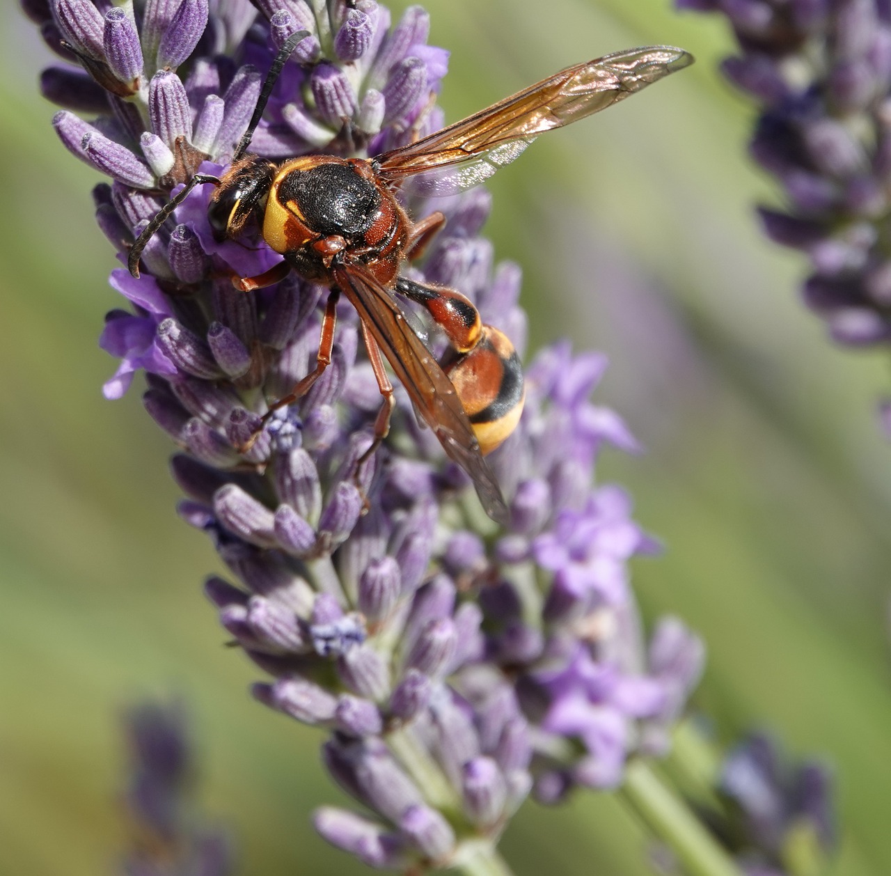 wasp  building  earth free photo