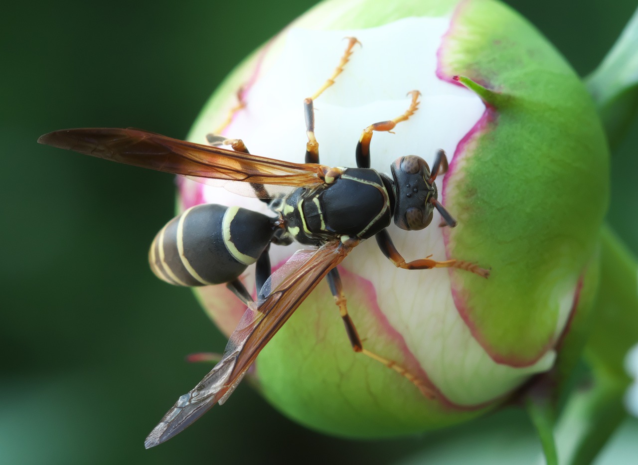 wasp  insect  nature free photo