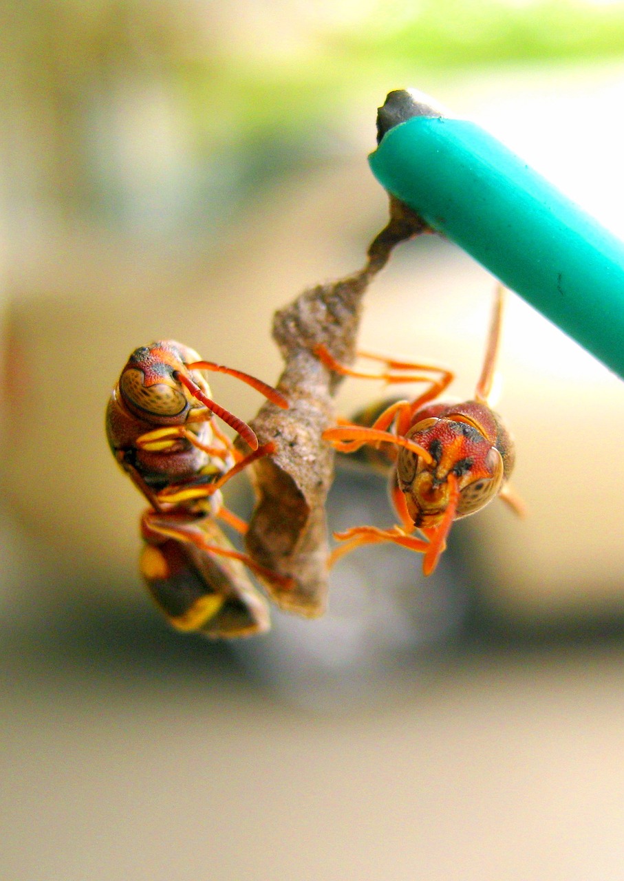 wasp nest build free photo