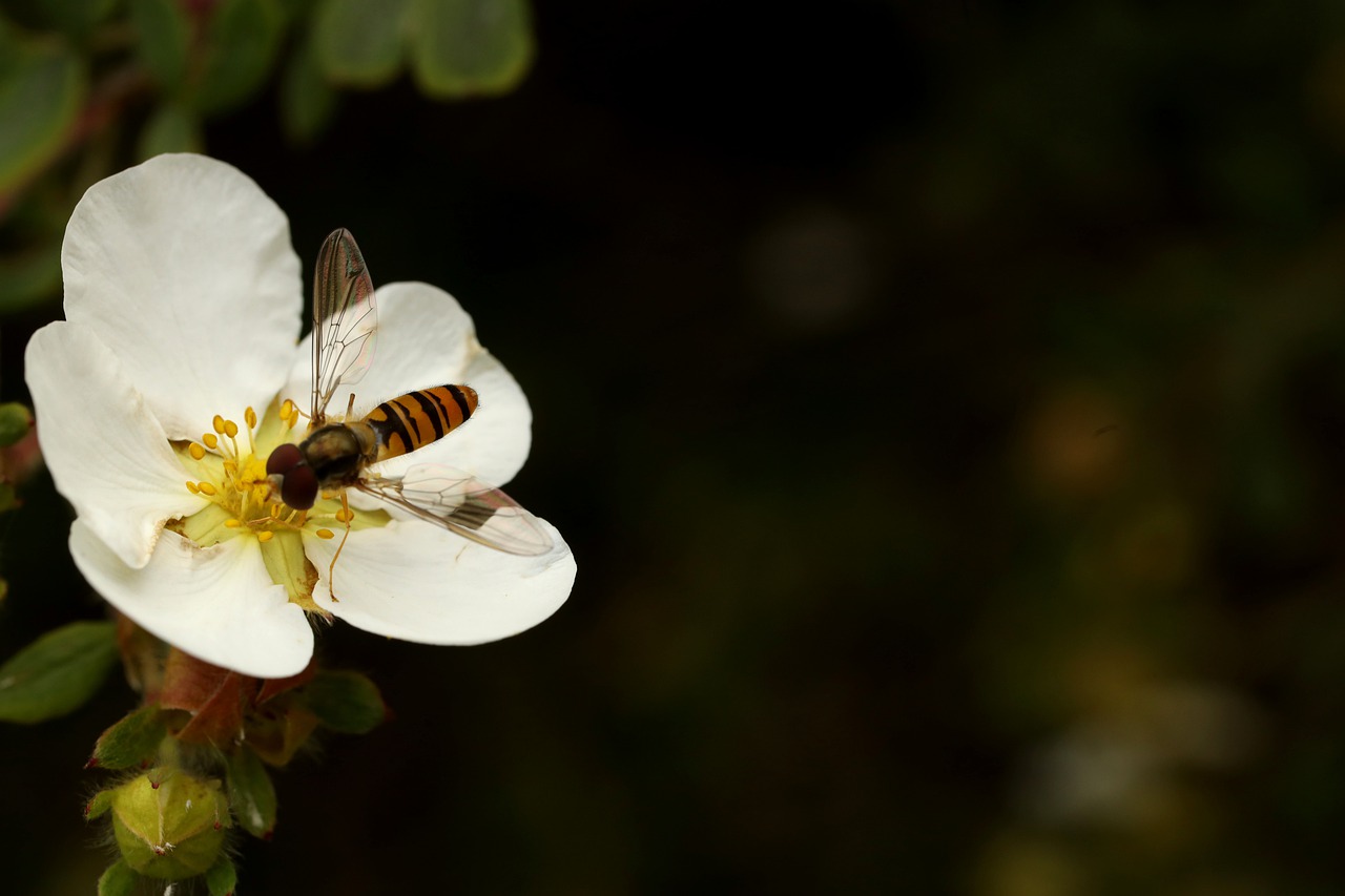 wasp  insect  bee free photo