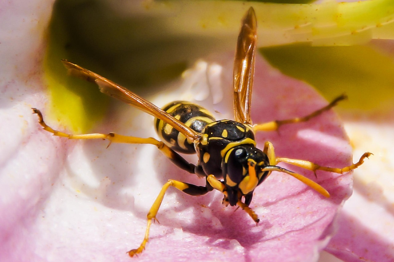 wasp hornet animal free photo