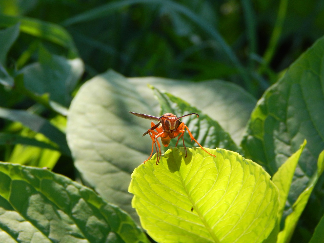 wasp leaf insect free photo