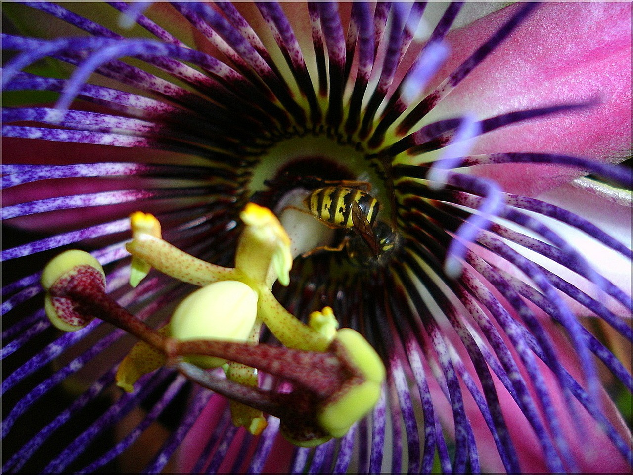 wasp insect passion flower free photo