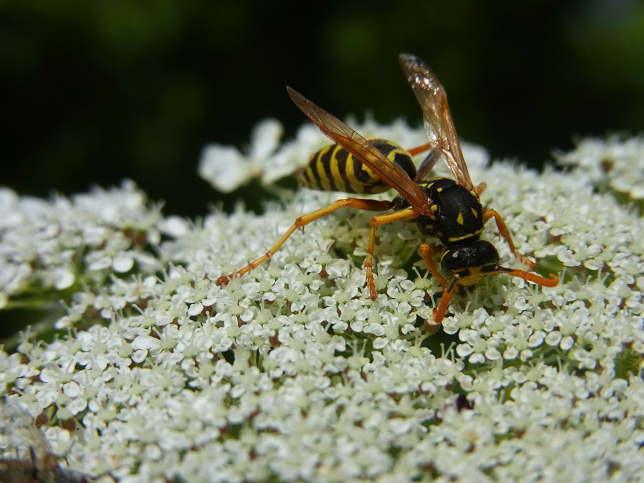 wasp insect meadow free photo