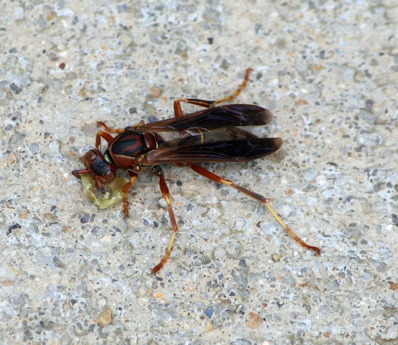wasp insect fly free photo