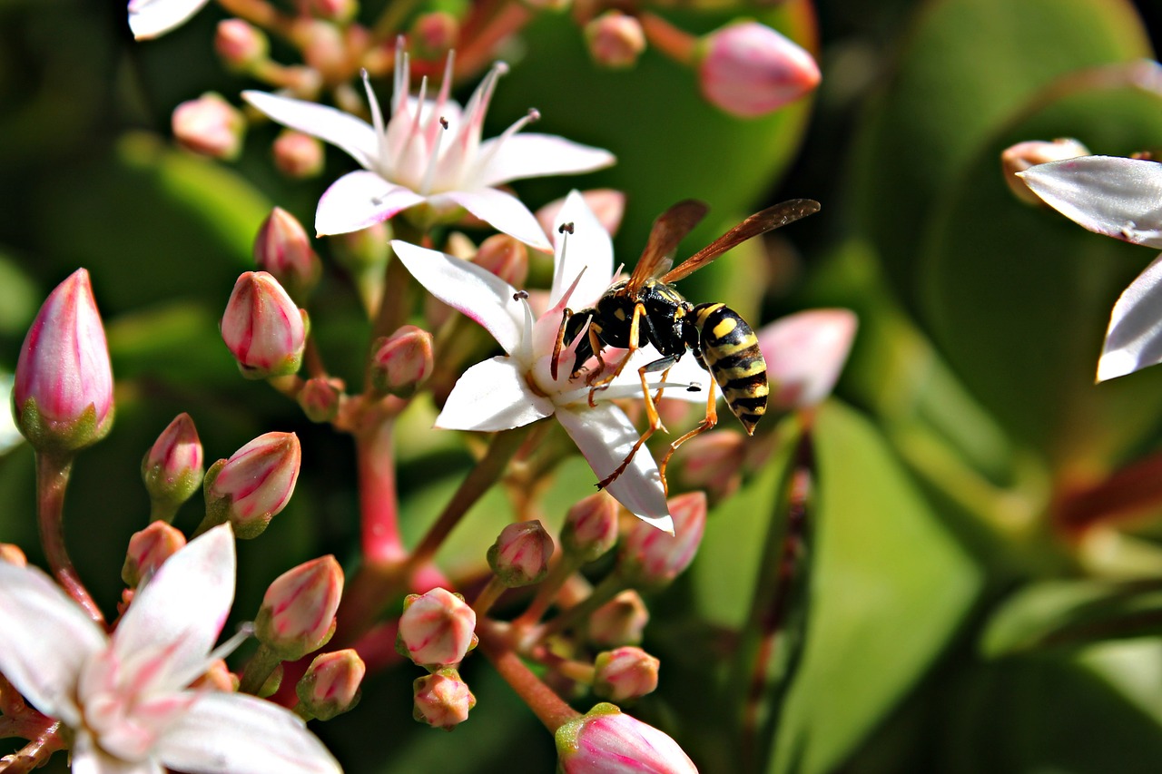 wasp flower insects free photo