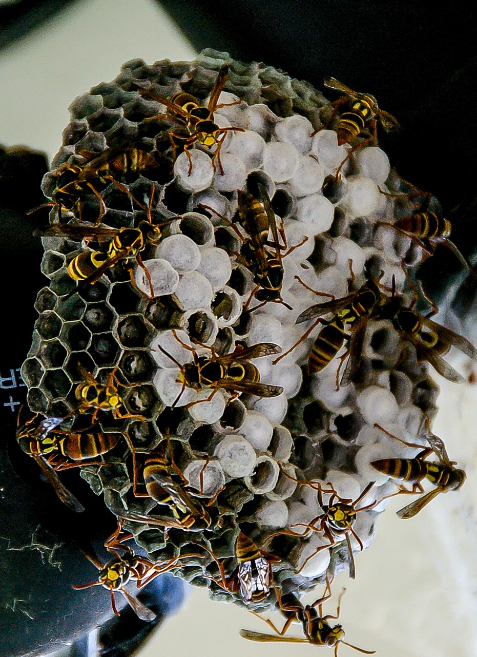 wasp nest paper wasp free photo