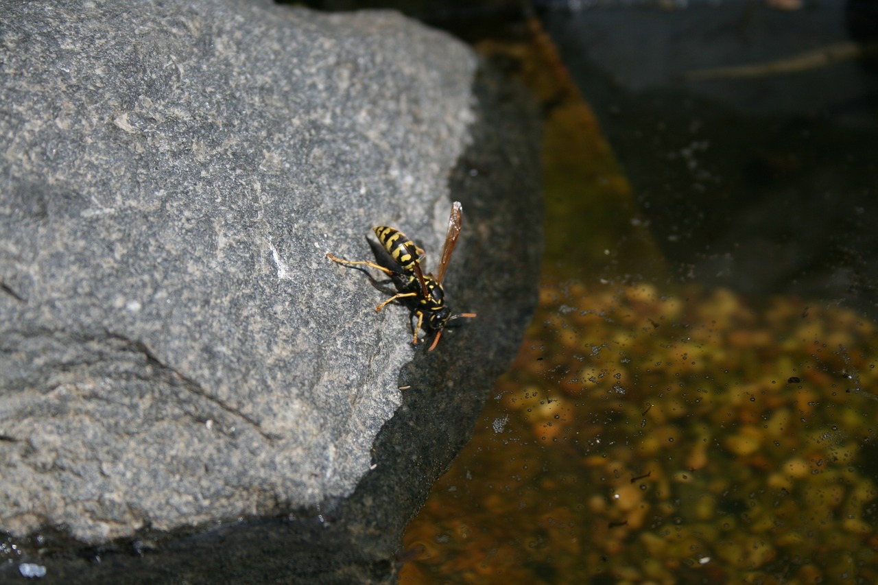 wasp water stone free photo