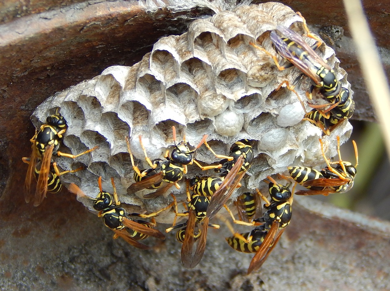 wasp hornet sting free photo