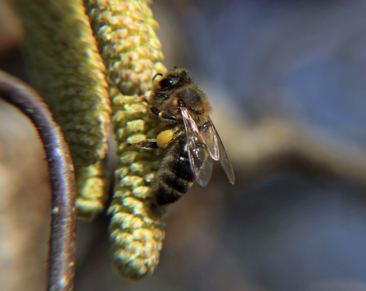 wasp bee flowers free photo