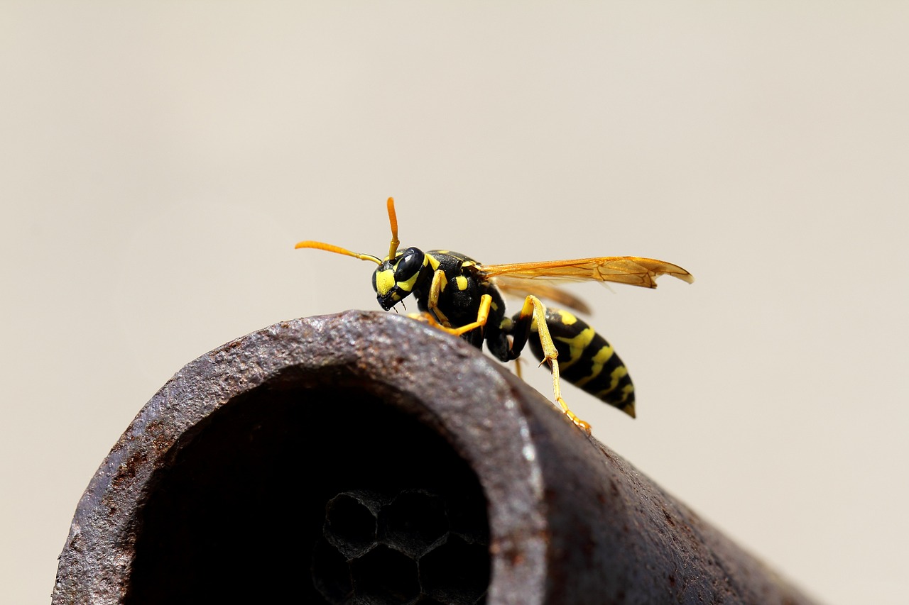 wasp macro vosika french free photo