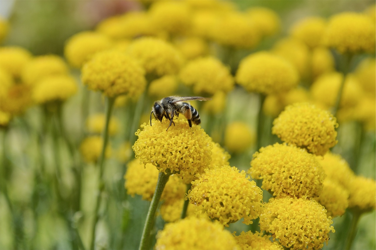 wasp bee insect free photo