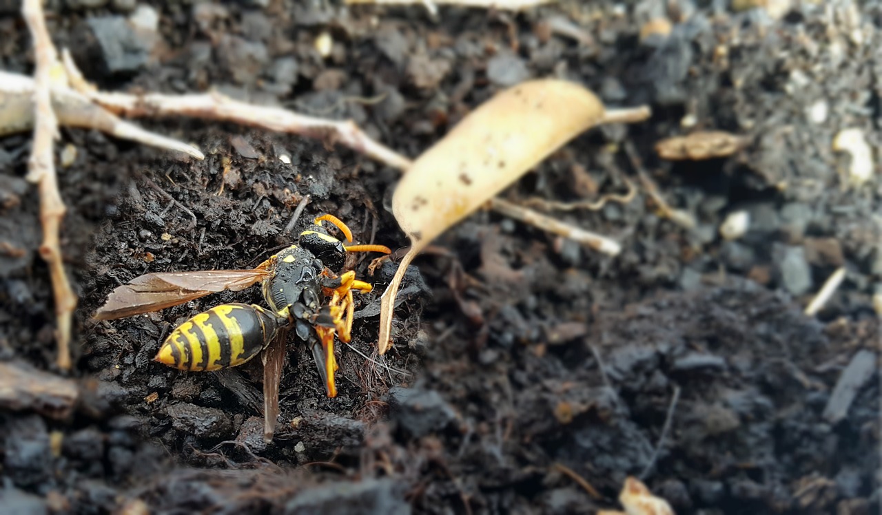 wasp insect death free photo