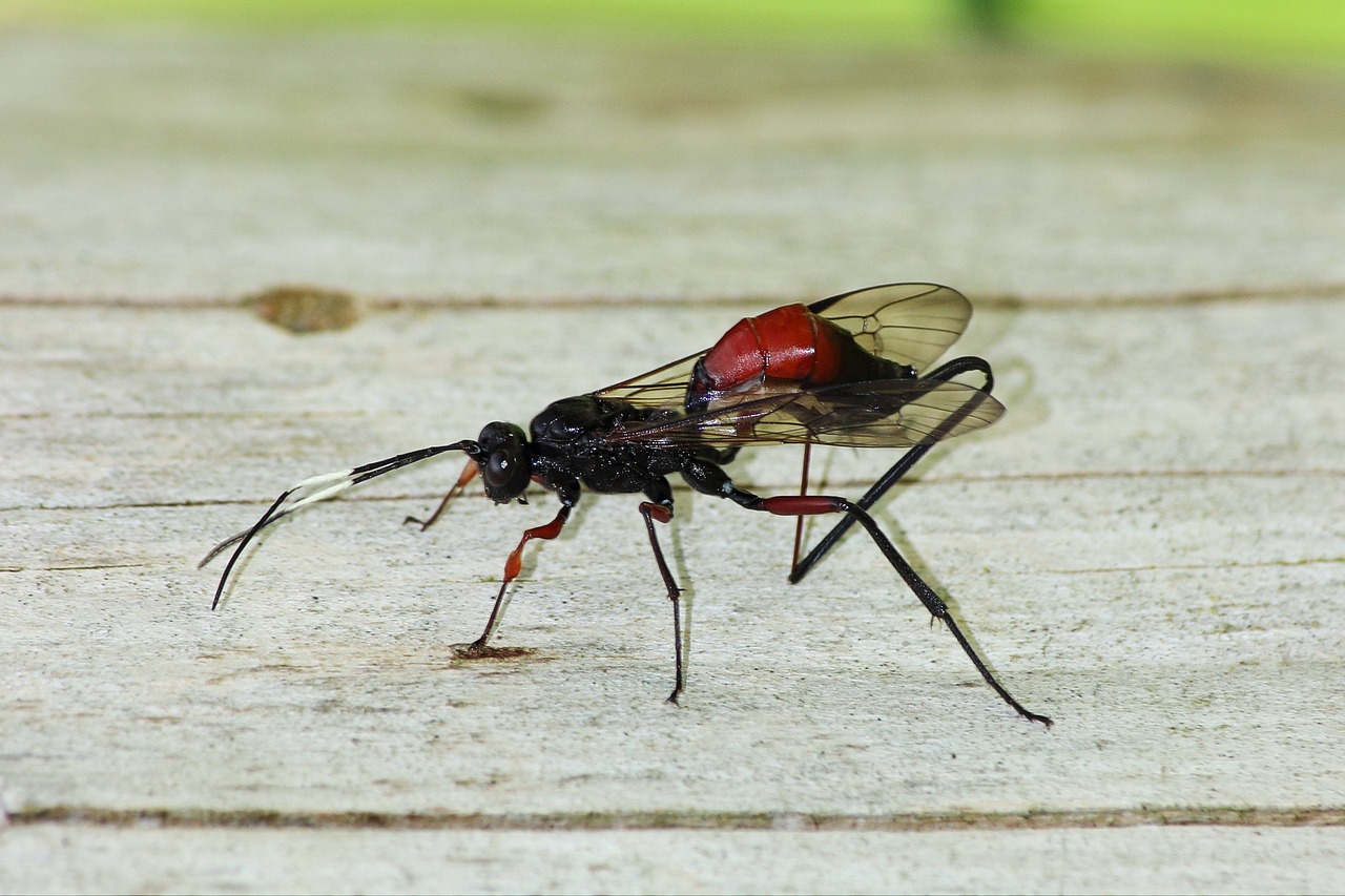 wasp insect animal free photo