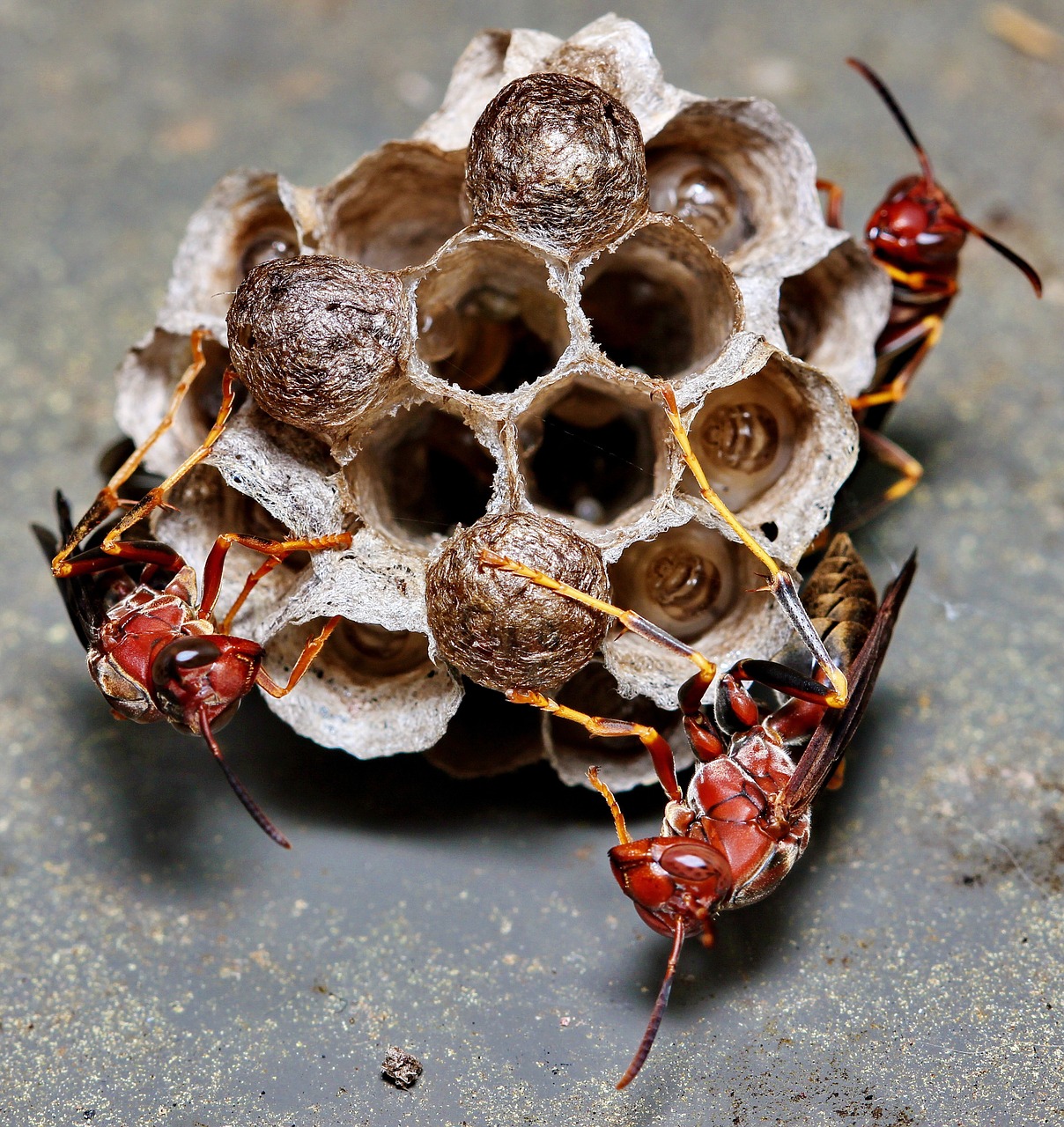 wasp nest insect free photo