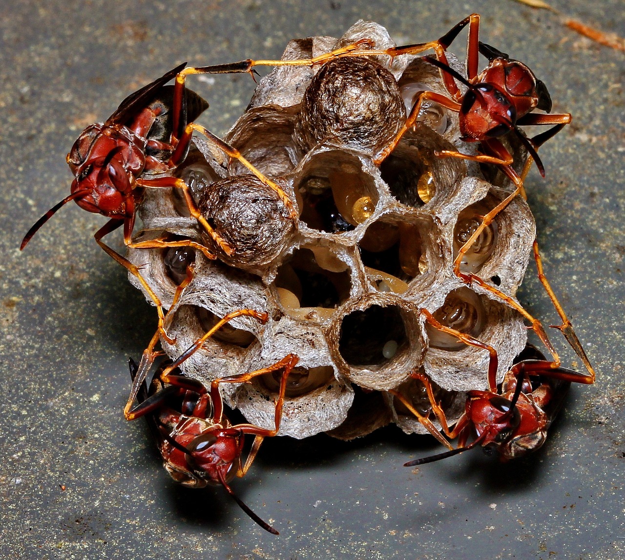 wasp nest eggs free photo