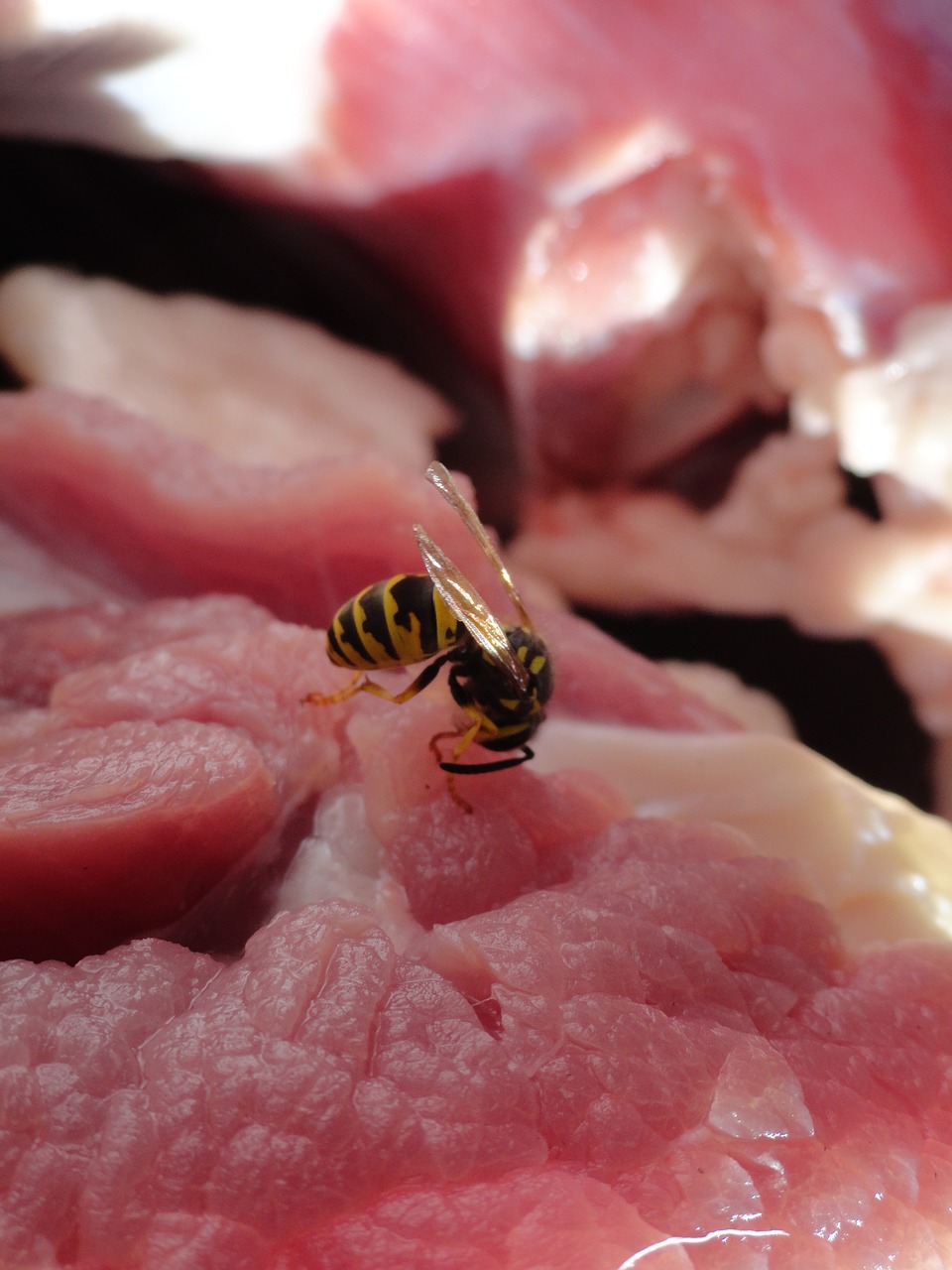 wasp insect meat free photo