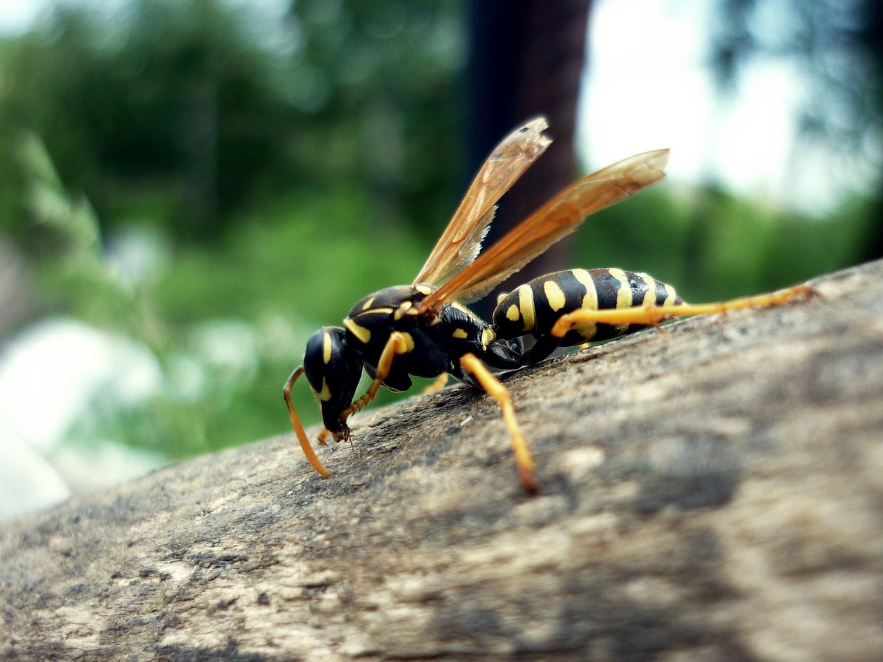 wasp striped beetle free photo