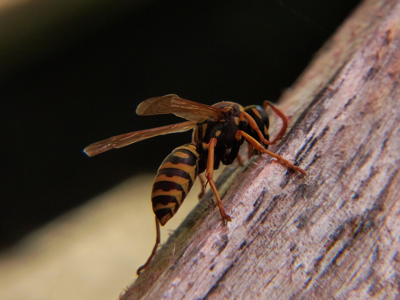 wasp insect close free photo