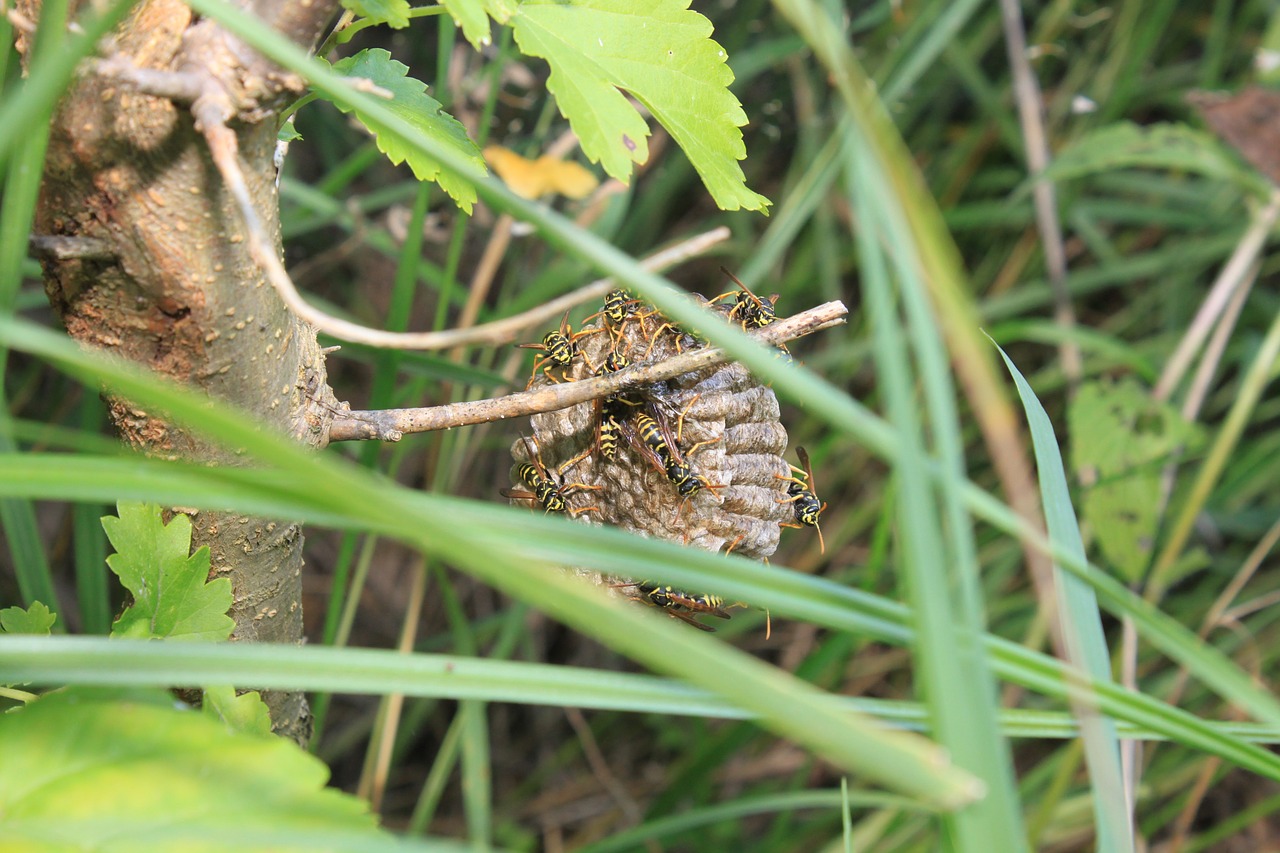 wasp tree nest free photo