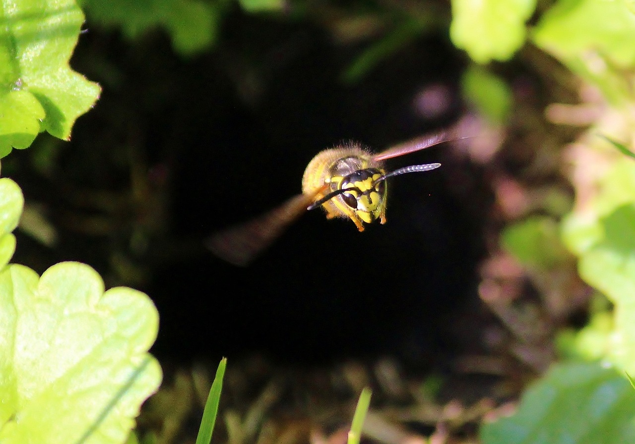 wasp earth wasp flight free photo