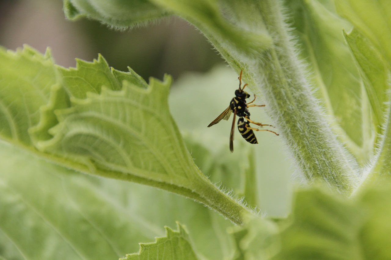 wasp sunflower insect free photo