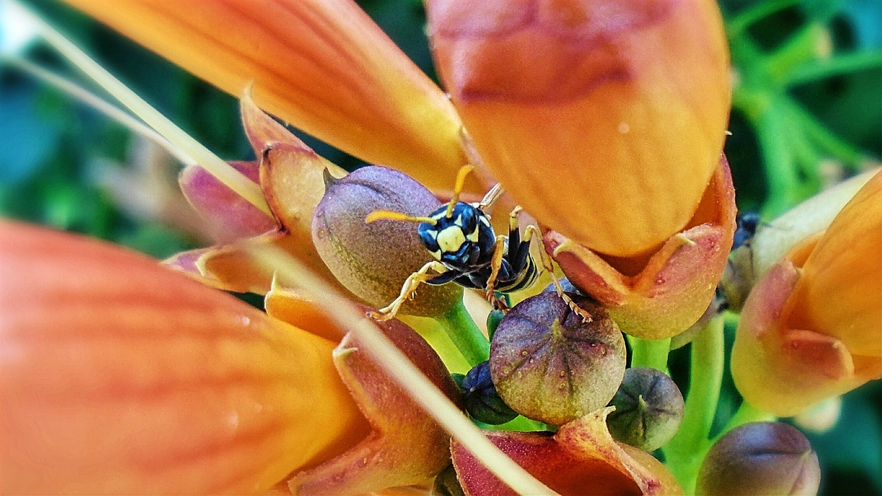 wasp insect flower free photo