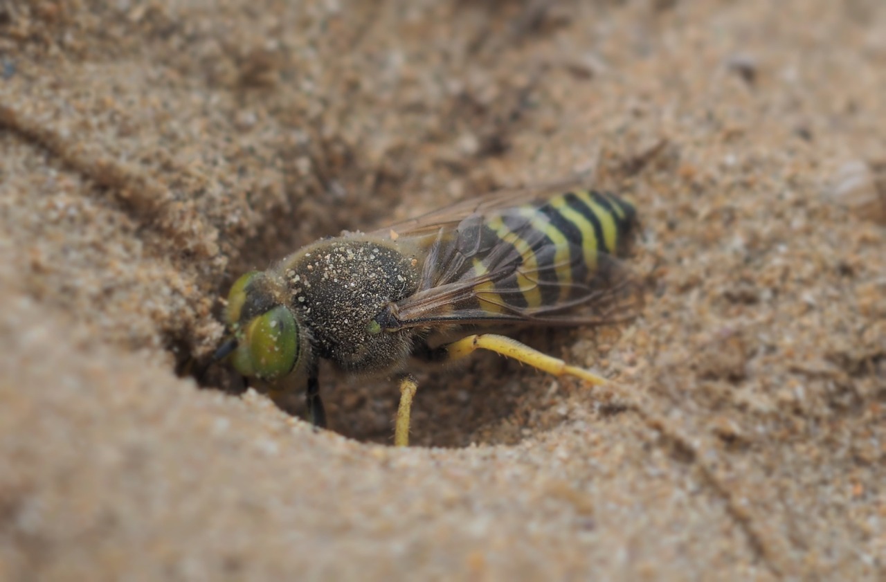 wasp animal sand free photo