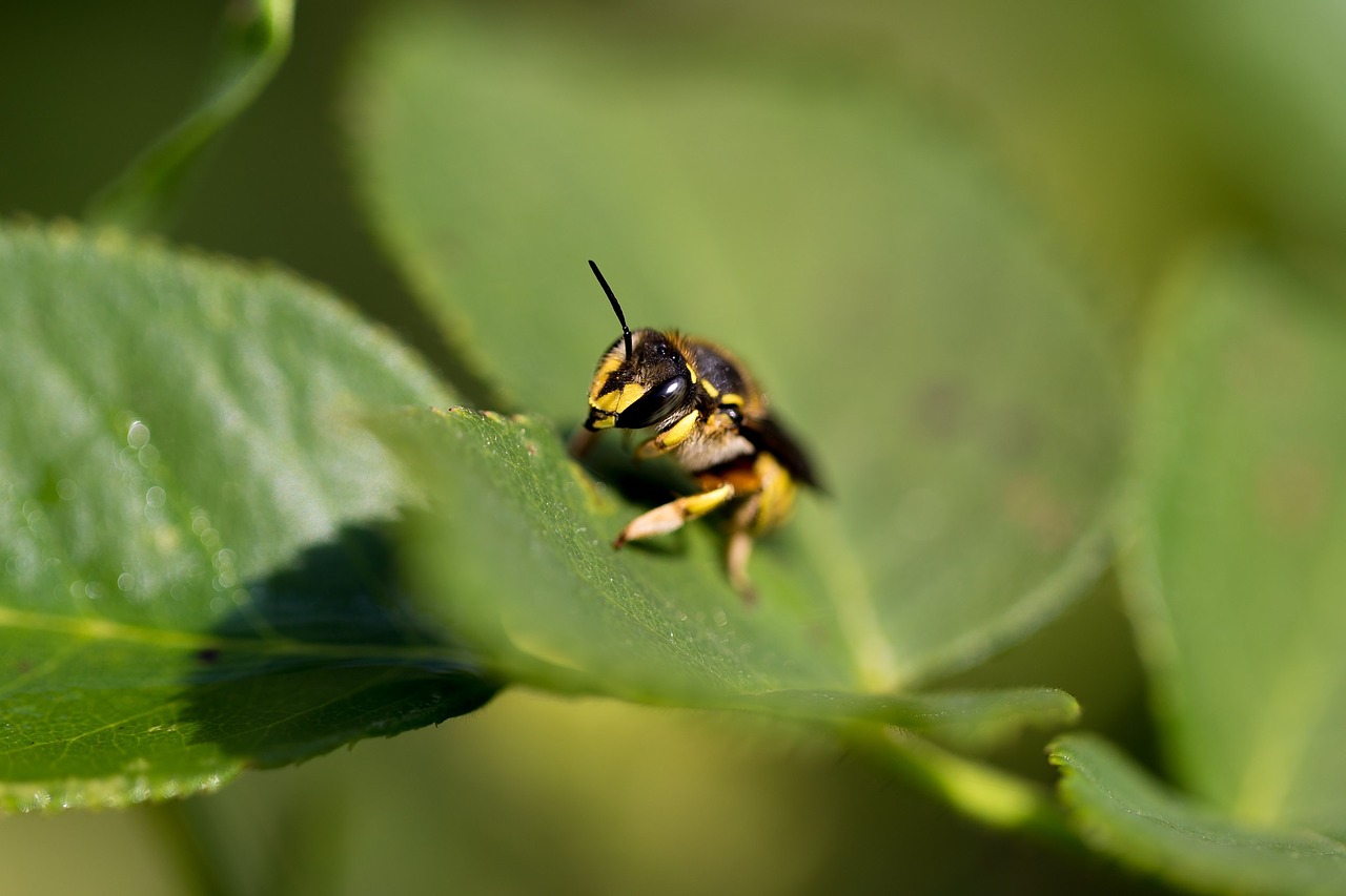 wasp insect bug free photo