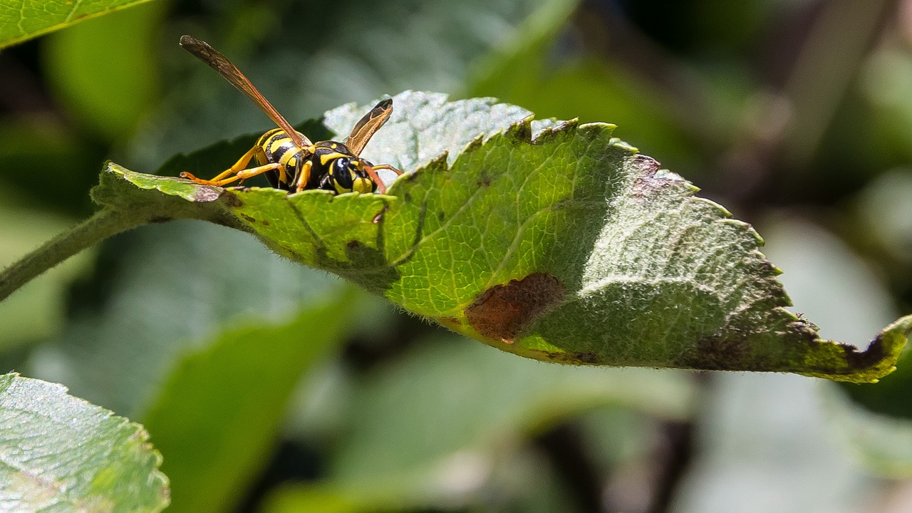 wasp hornet giant wasp free photo