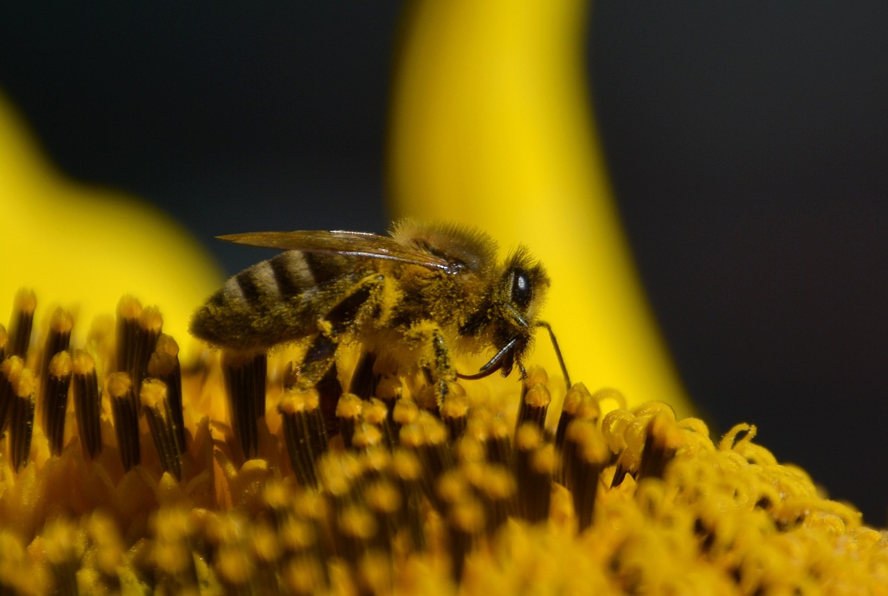 wasp pollen collect pollen free photo