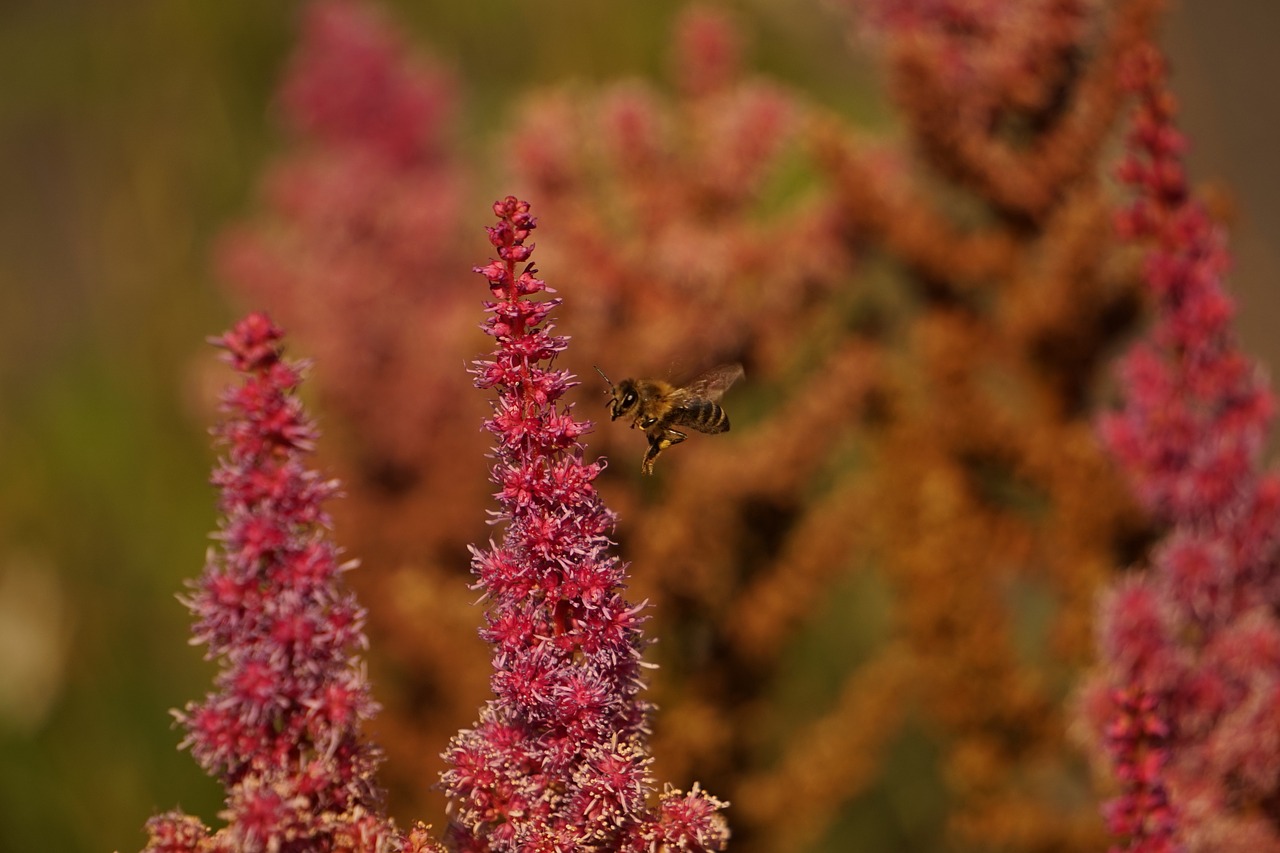 wasp bee flight free photo