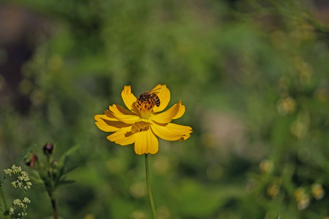 wasp bee blossom free photo