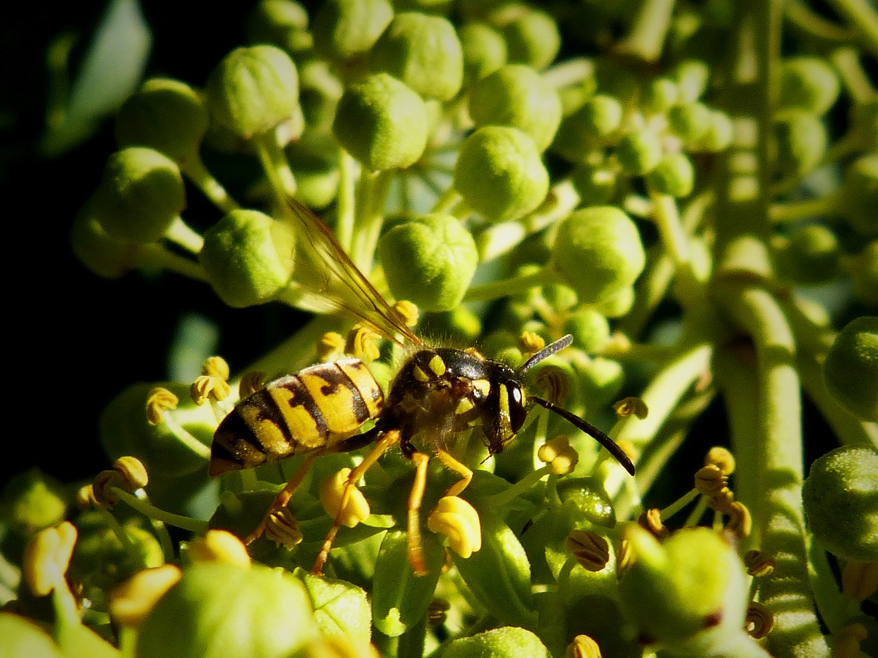 wasp yellow black free photo