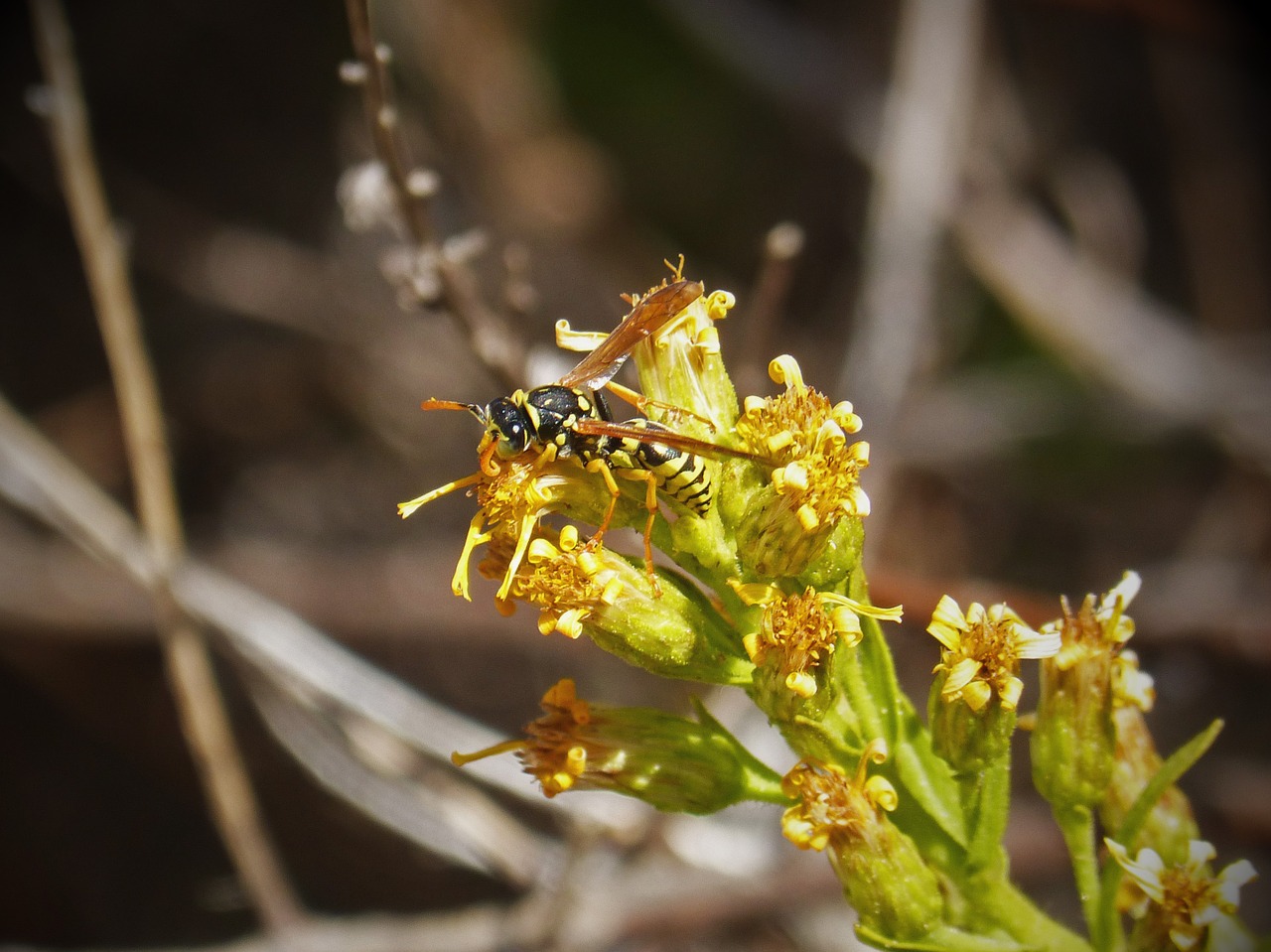 wasp flower yellow and black free photo