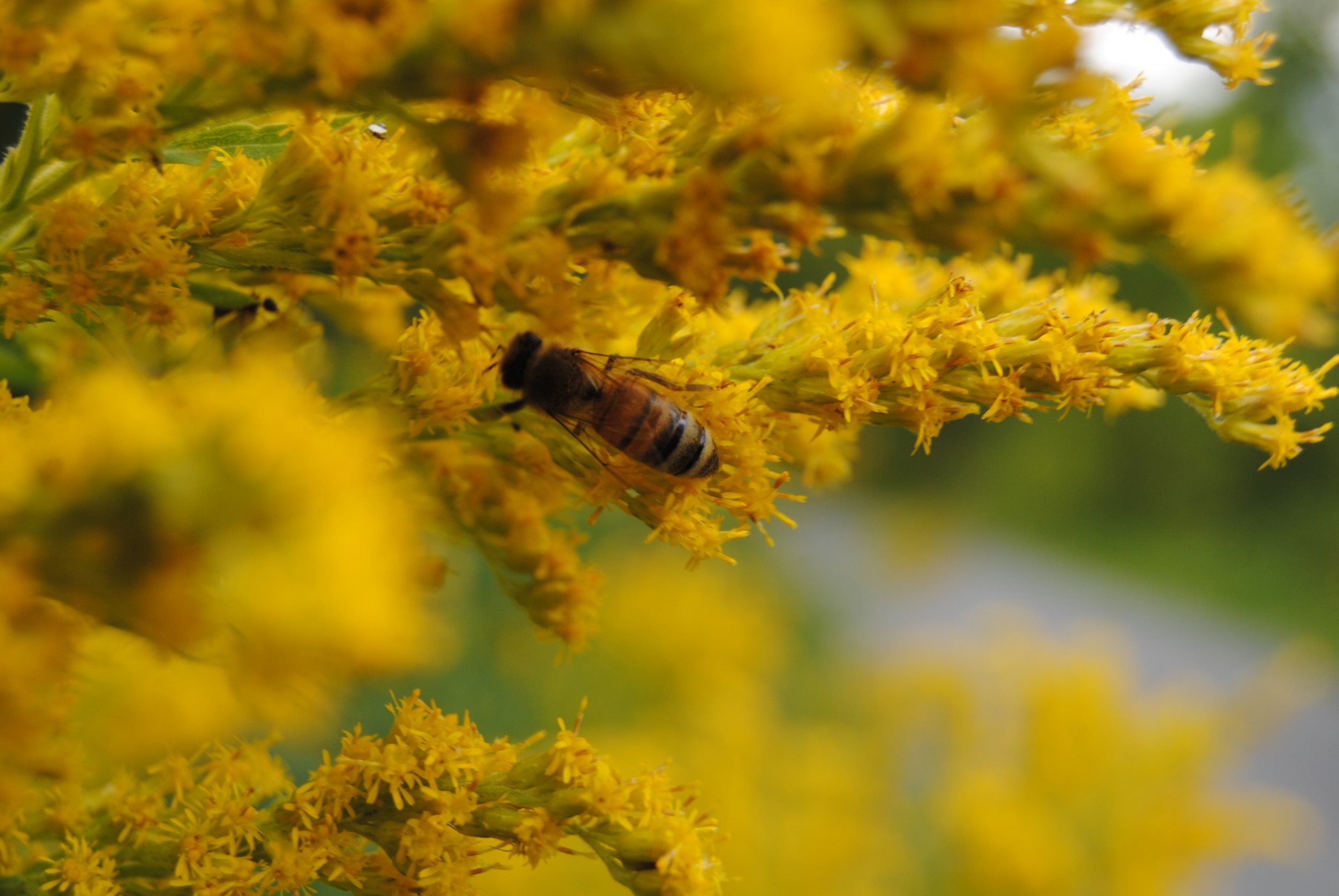 insect wasp flower free photo