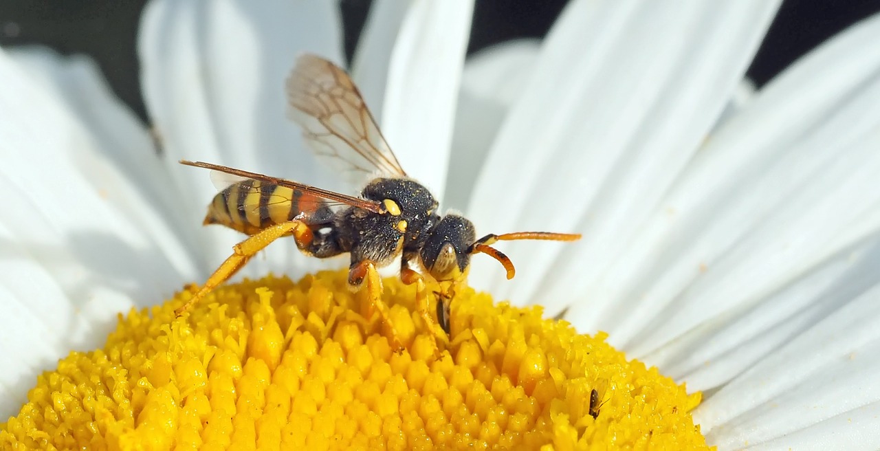 insect plant nature free photo