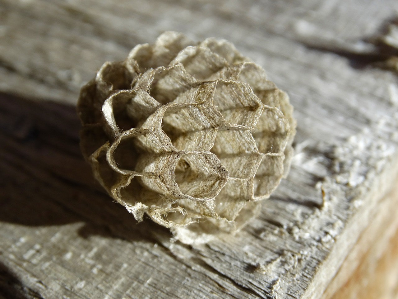 wasp-combs the hive wasps product free photo