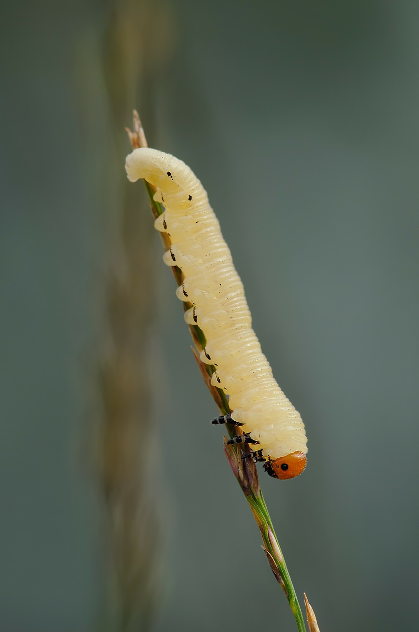 wasp larva wasps larvae free photo