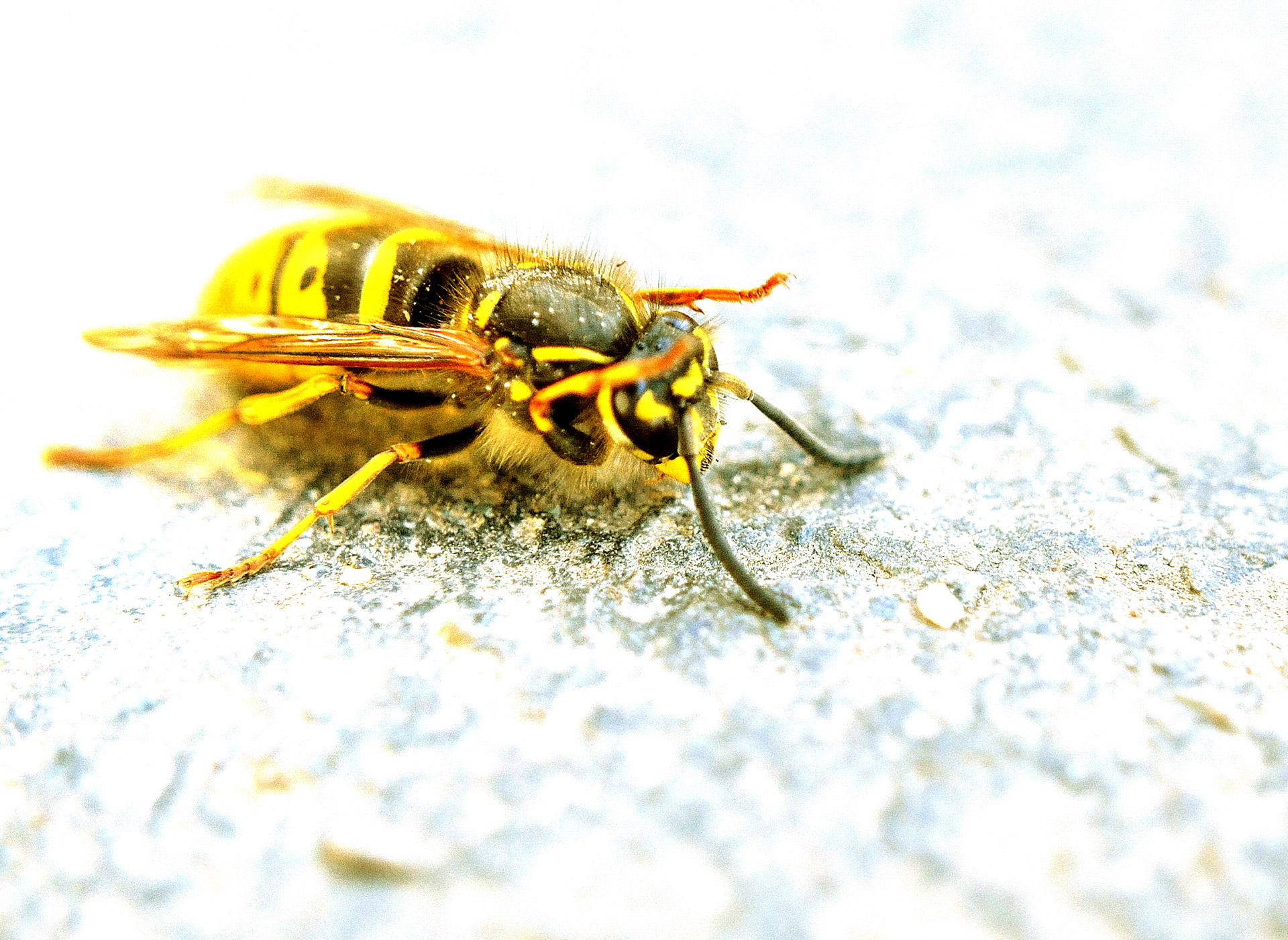 wasp macro insect free photo