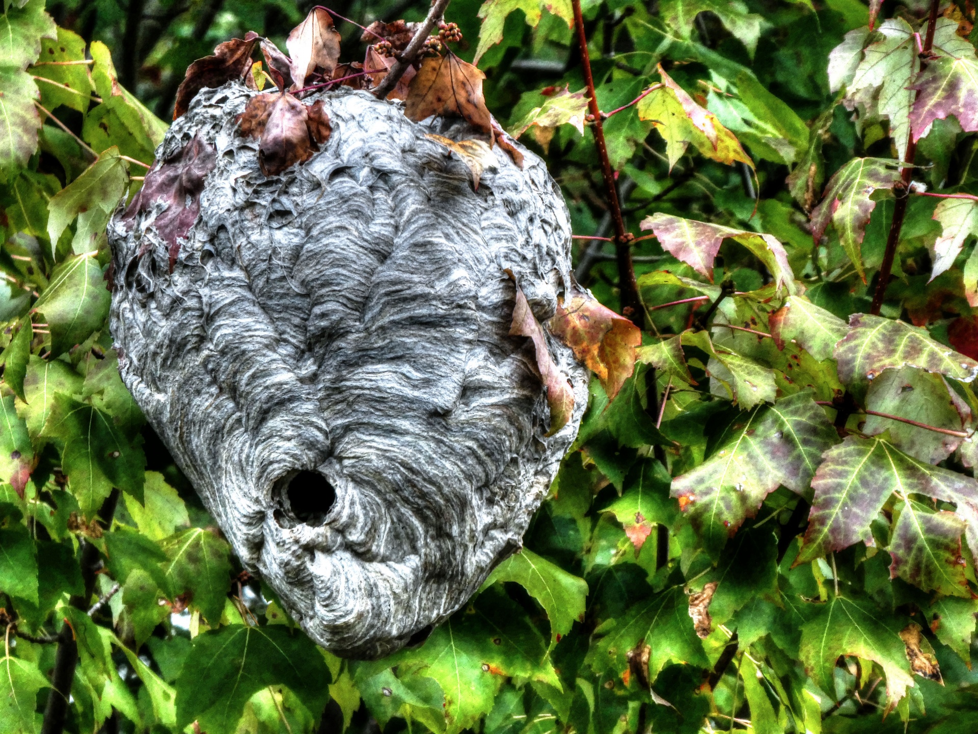 nest wasp wasps free photo