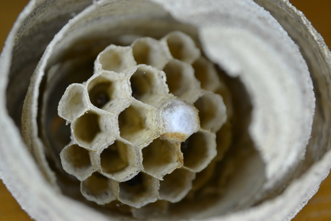 wasp nest combs nest free photo