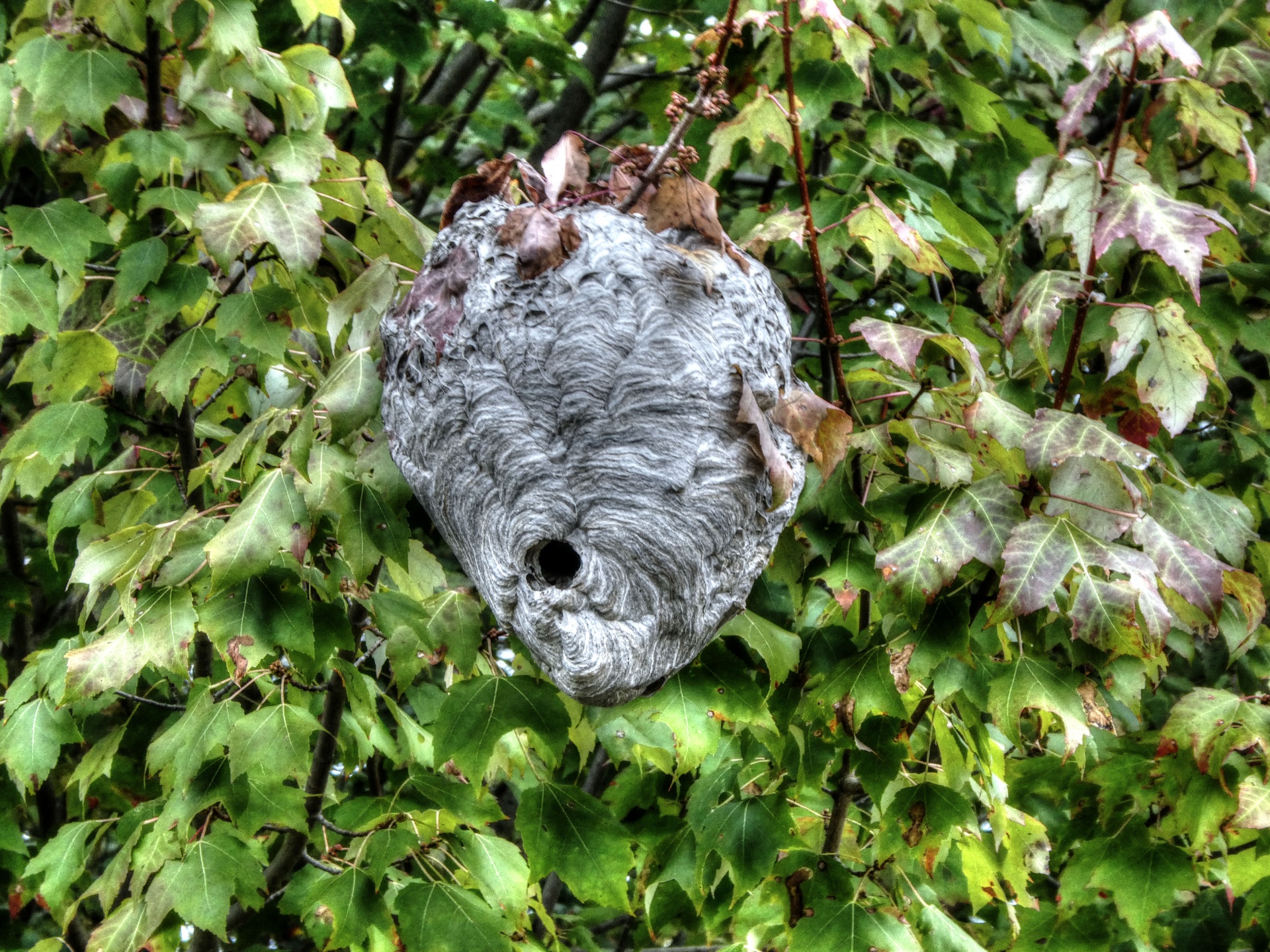 nest wasp wasps free photo