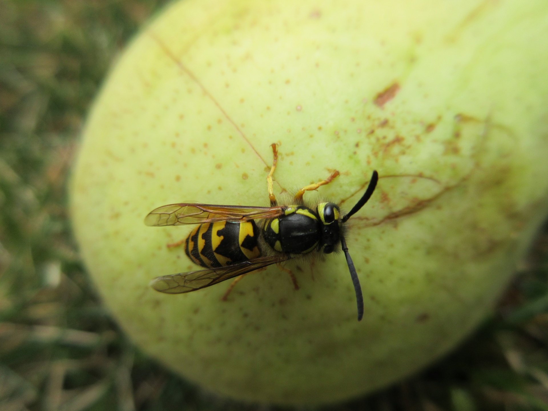 wasp pear closeup free photo