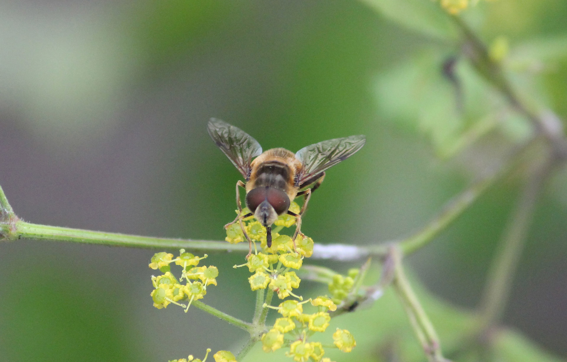 wasp bee flower free photo