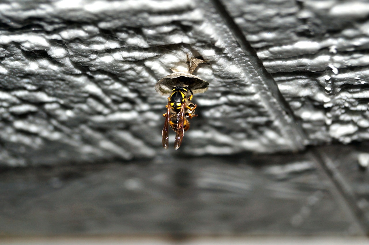 wasp queen queen wasp free photo