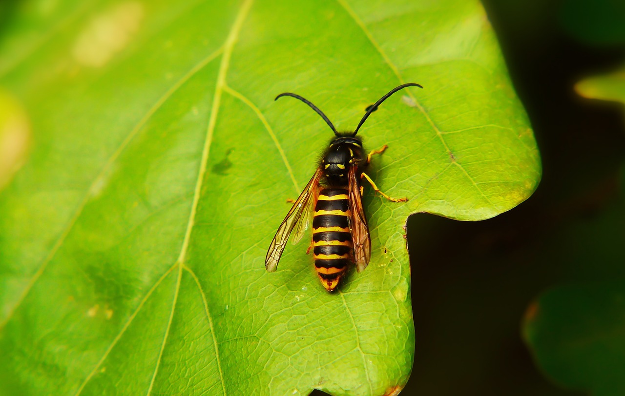 wasp saxon  błonkówka  insect free photo