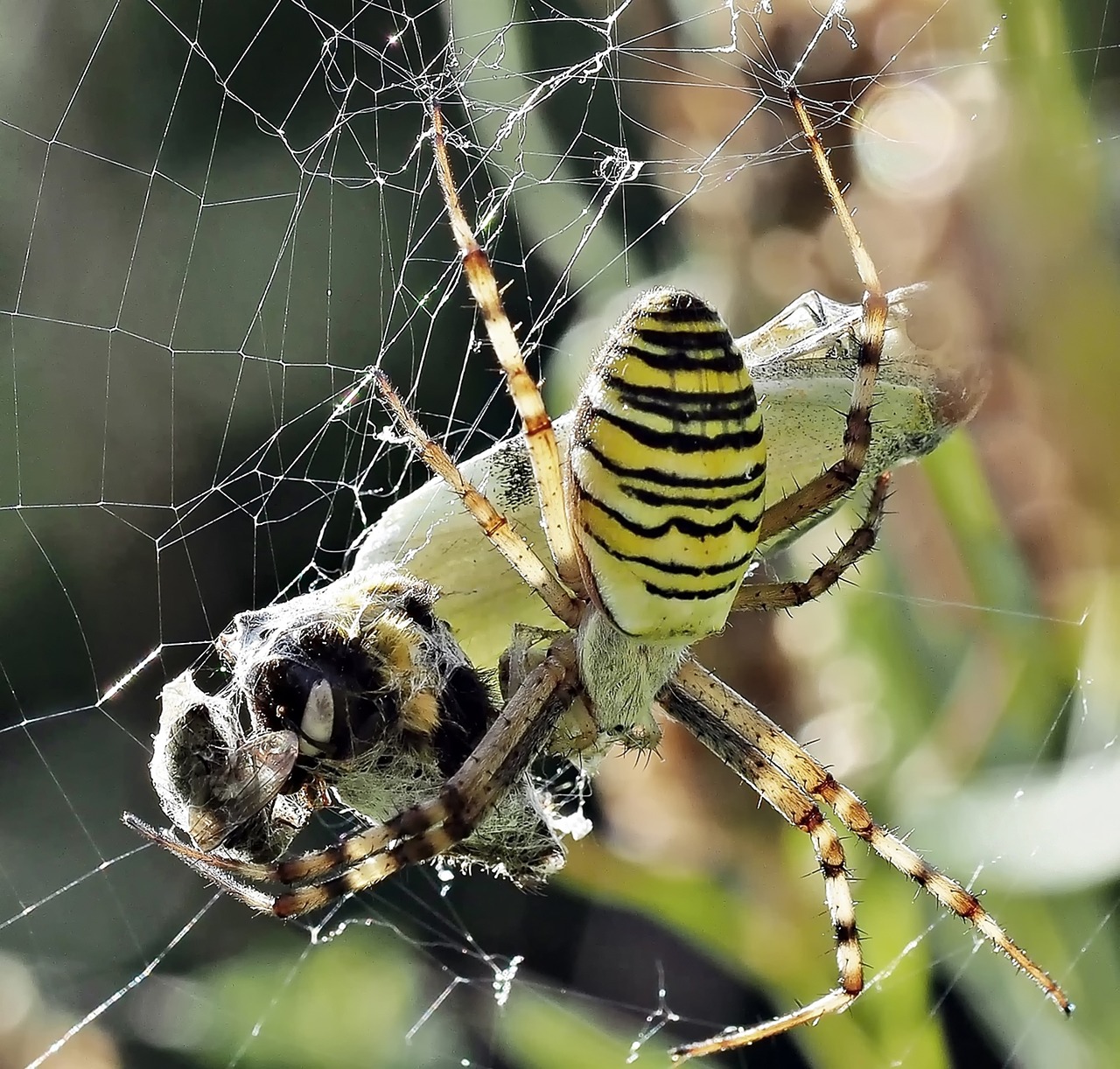 insect nature live free photo