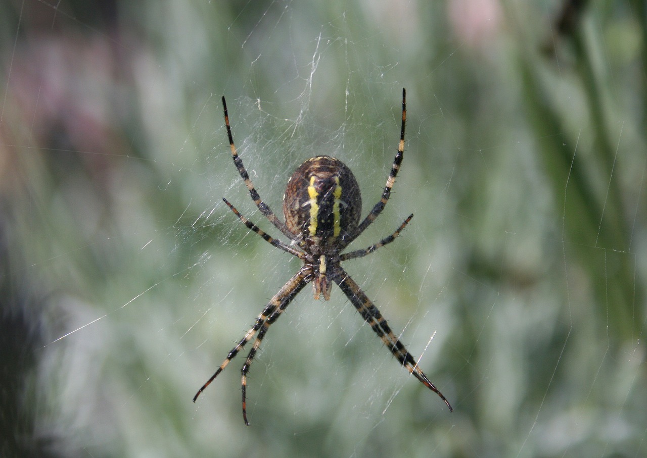wasp spider spin insect free photo