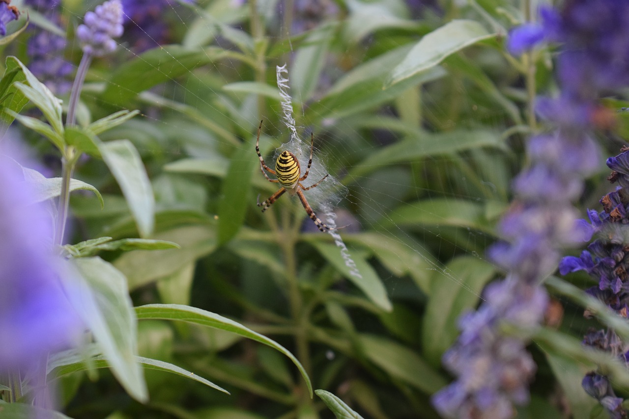 wasp spider plant green free photo